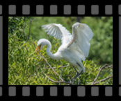 Florida Birds 2016