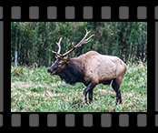 2017 N Arkansas Elk